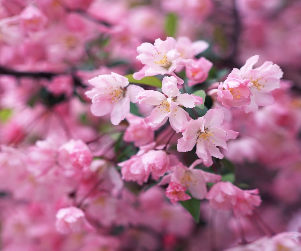 Весенние цветы обои