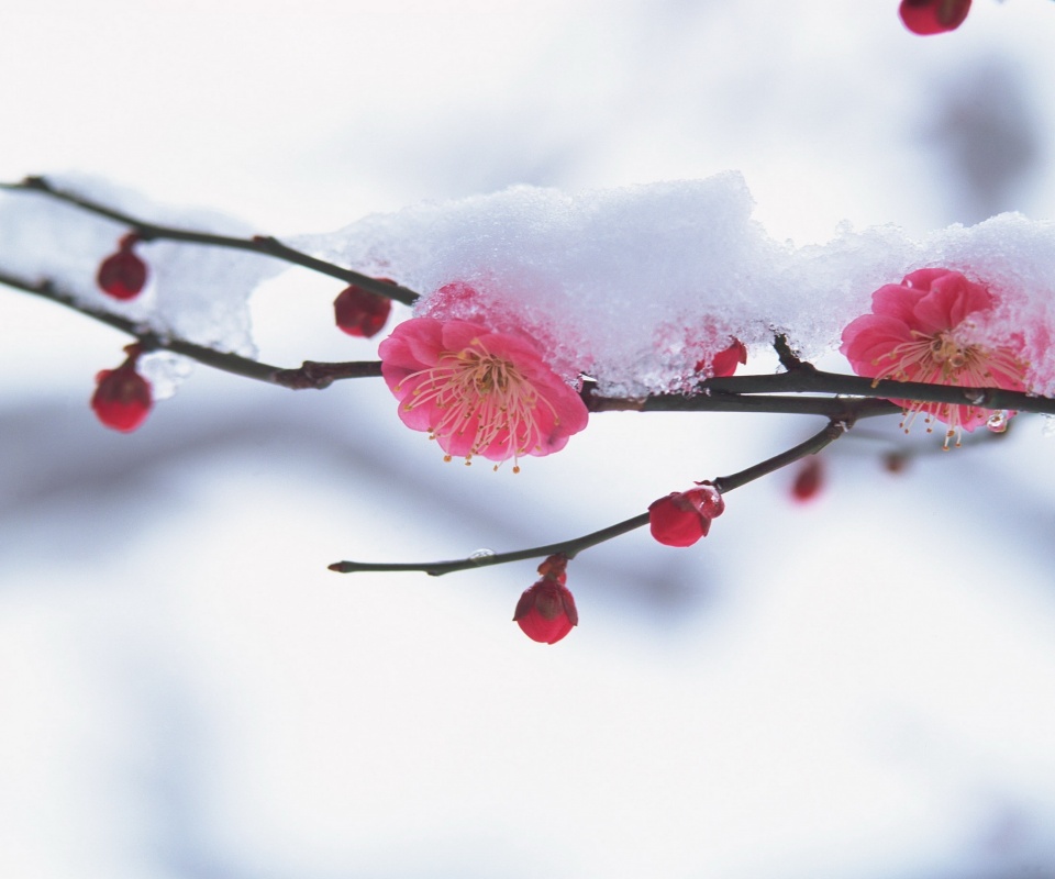 Цветы под снегом обои