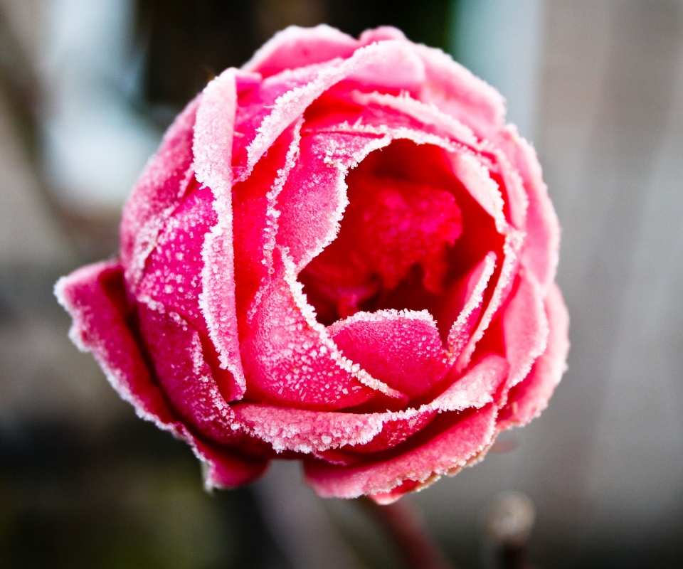 Роза в иние обои