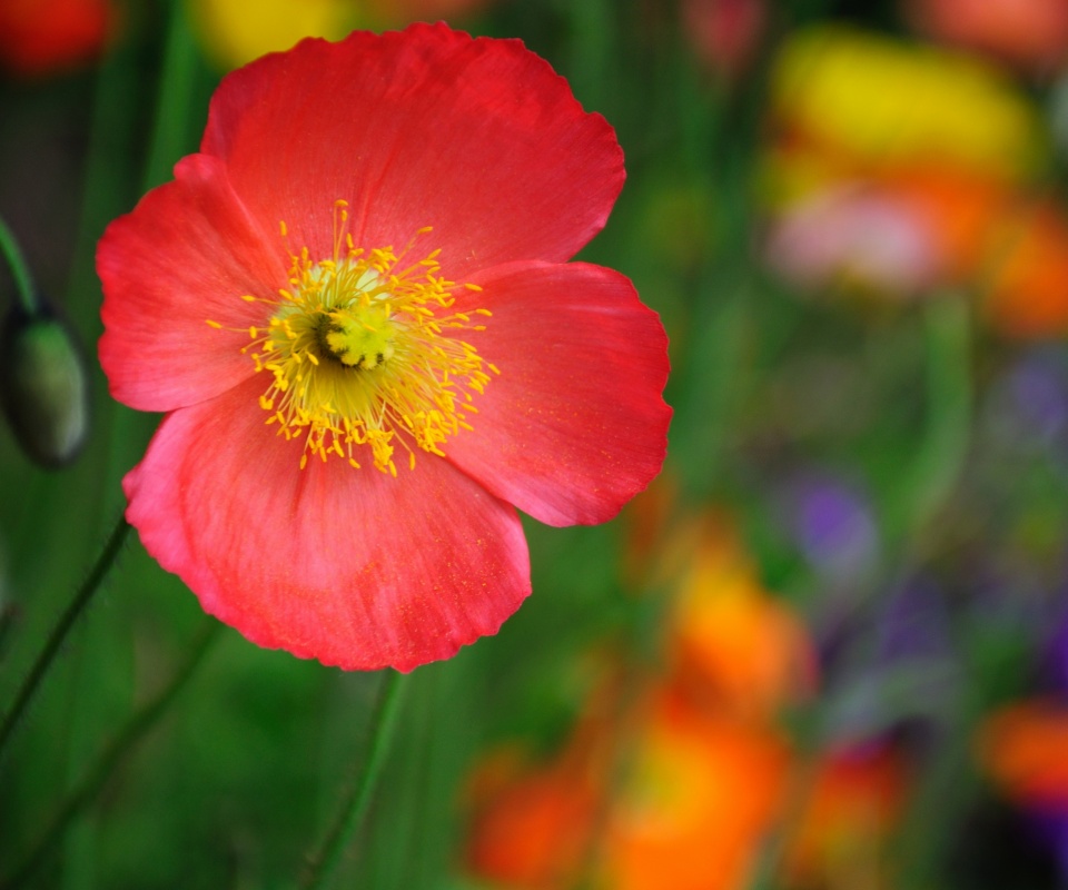 Красивый красный цветок обои