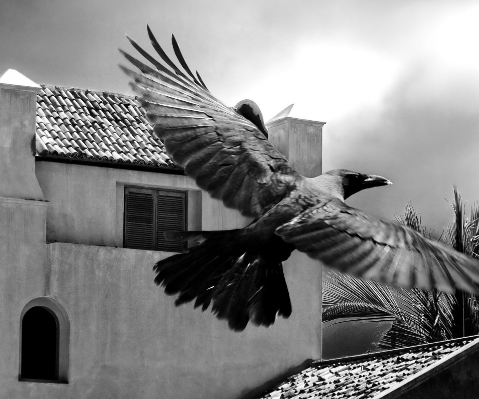 Полёт ворона обои