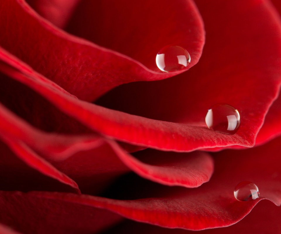 Капли росы на лепестках розы обои