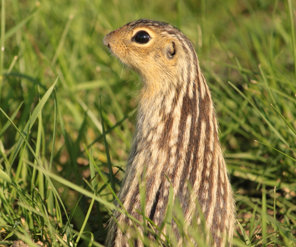 Сурок в стойке обои