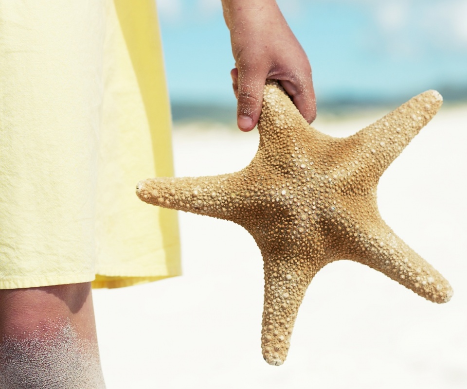 Морская звезда в руке обои