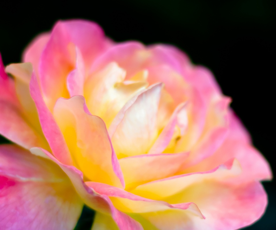 Картинка с нежным розовым цветком обои