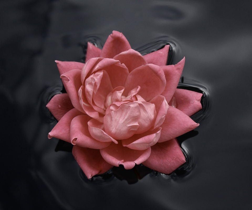 Красивый цветок на воде обои