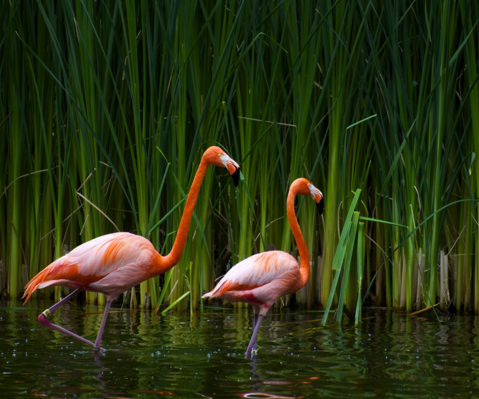 Красивые розовые фламинго на озере обои