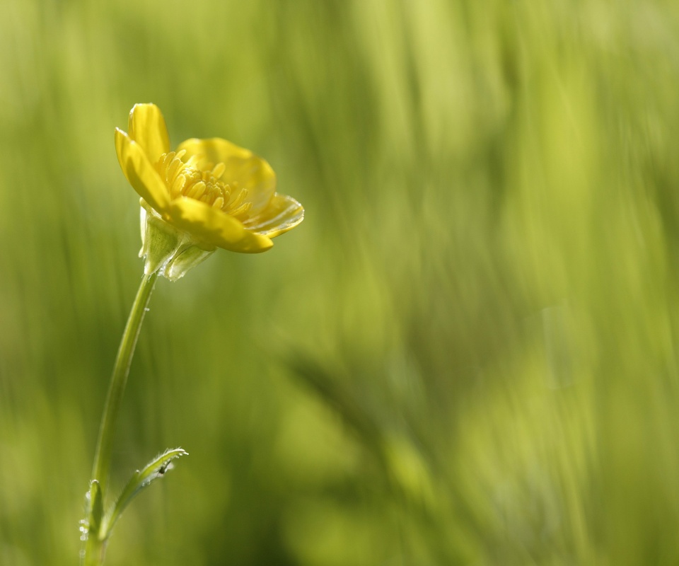 Маленький жёлтый цветочек обои