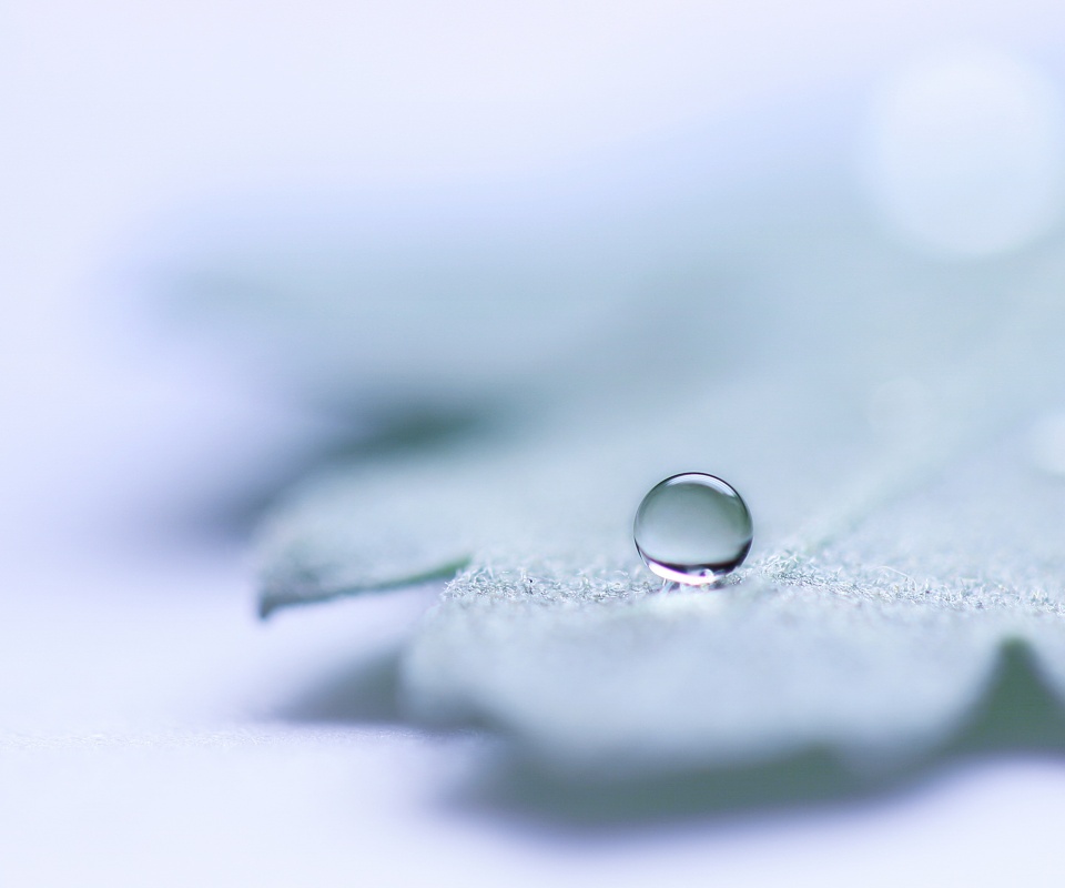 Капля на замёрзжем листе обои