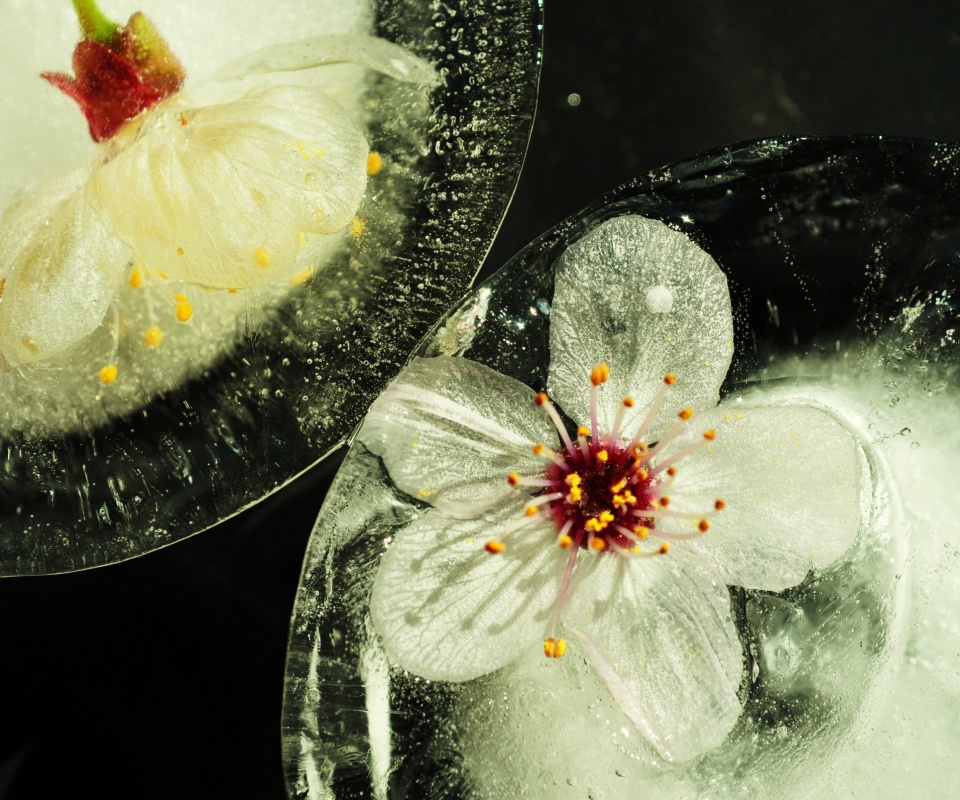 Цветы вишни во льду обои