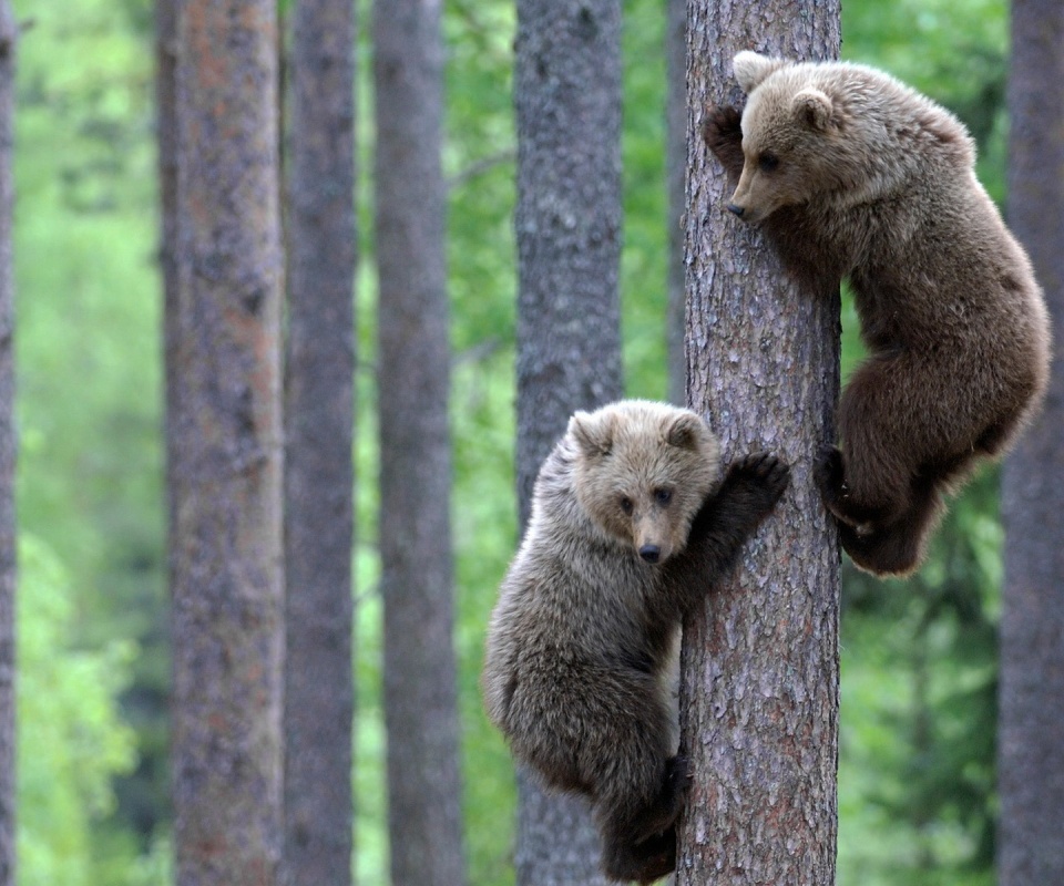 Медвежата обои