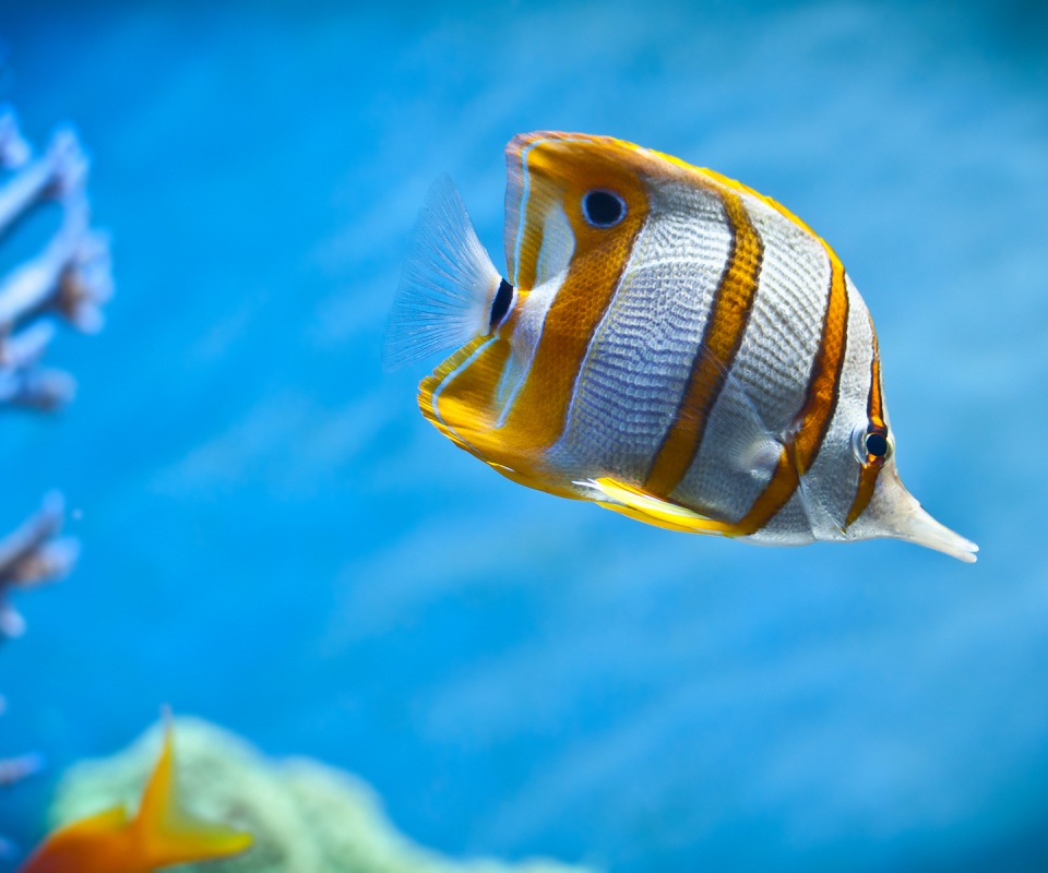 Тропическая рыбка обои