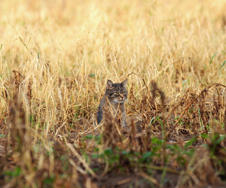 Спрятавшийся кот обои