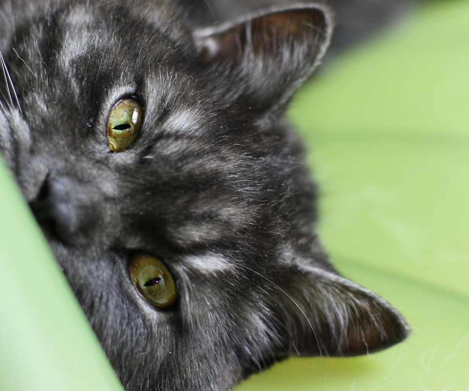 Глаза и уши обои