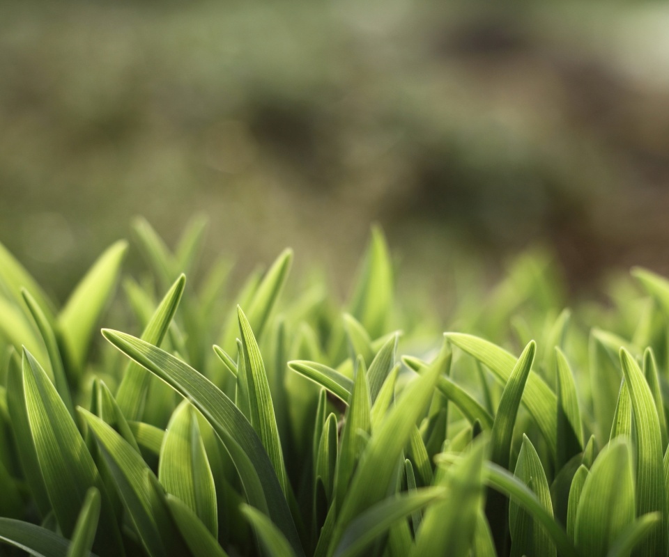 Сочная нежная трава обои