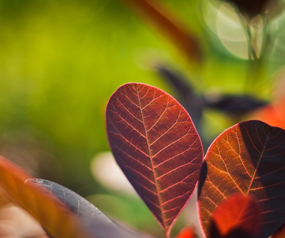 Красные листья обои