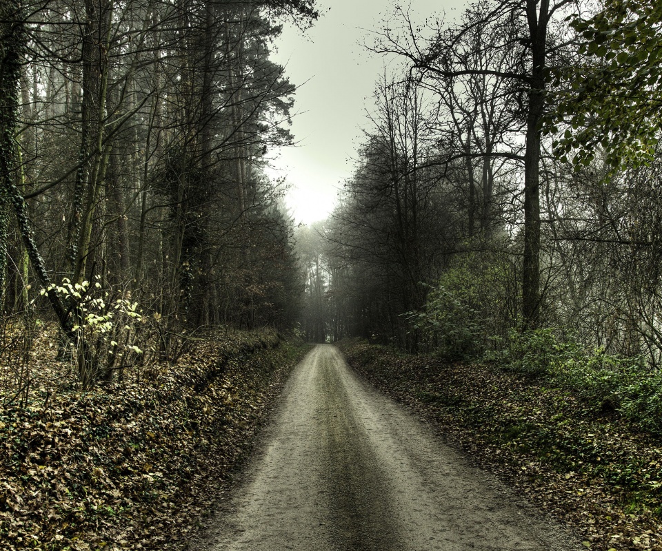 Лесная дорога обои