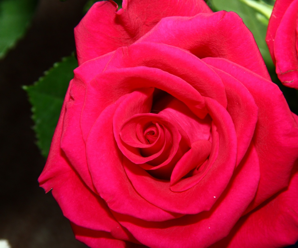 Бутон розы обои