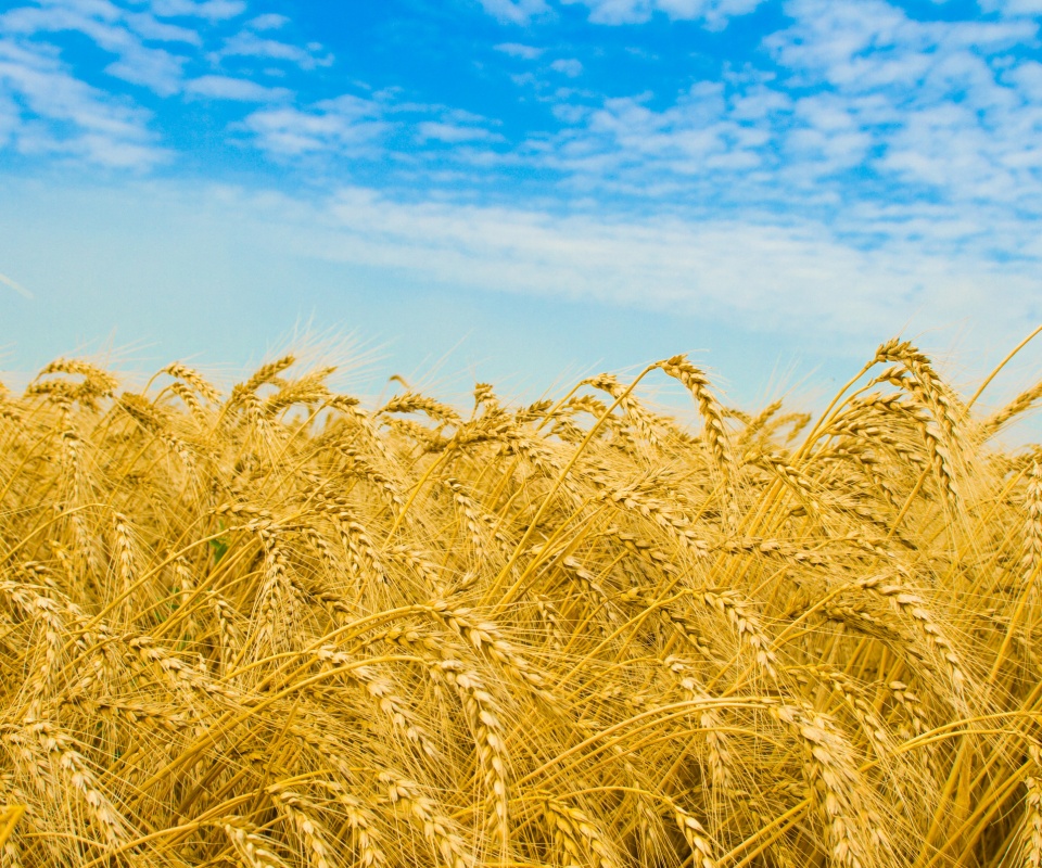 Колосья в поле обои