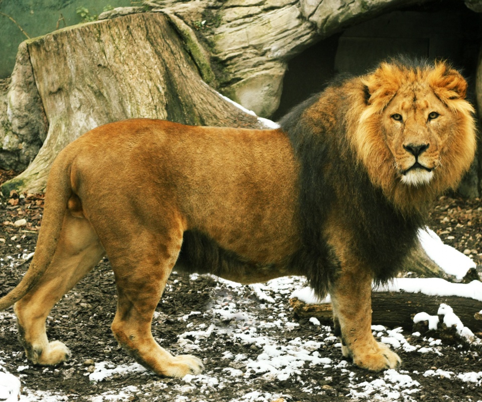 Красивый лев в лесу обои