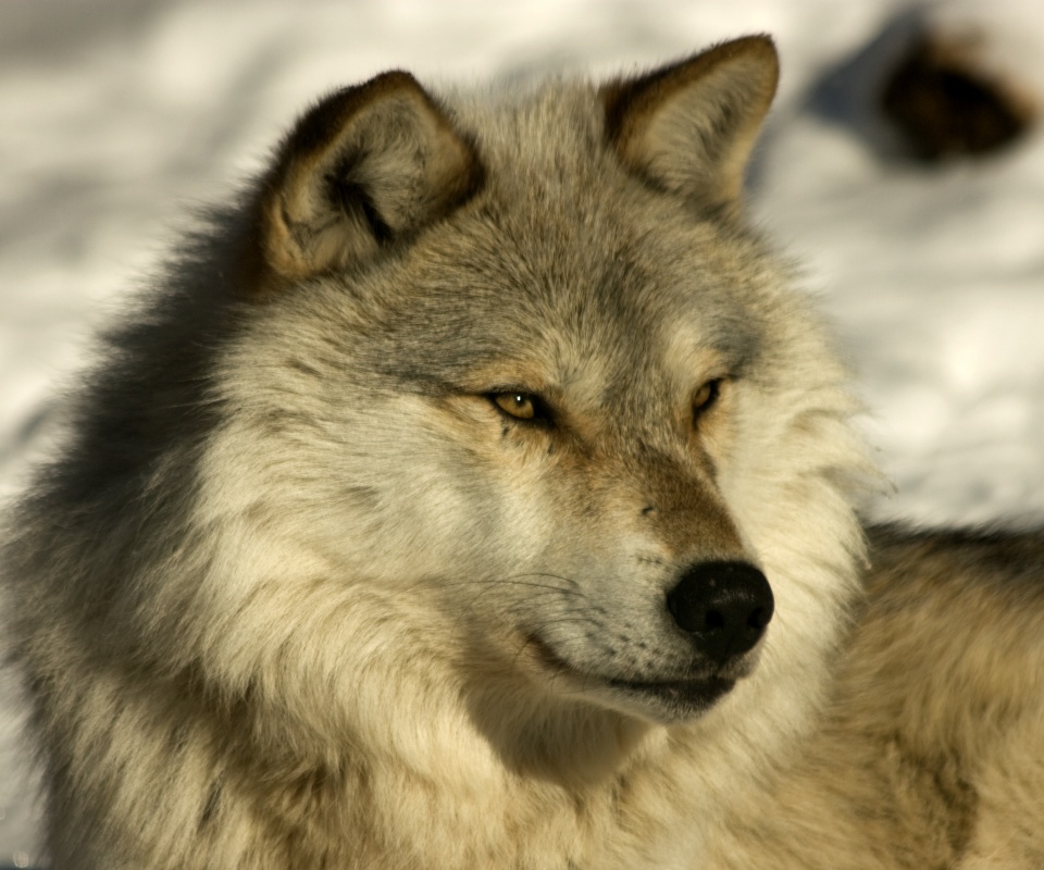 Лайка на снегу обои