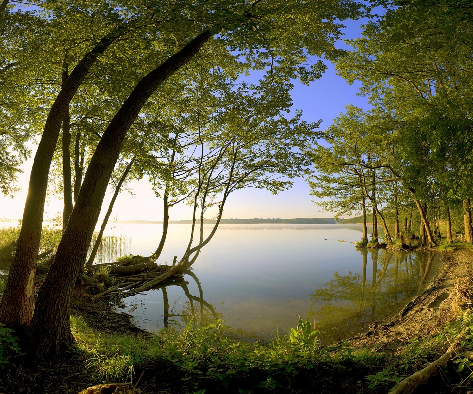 Заросший берег обои