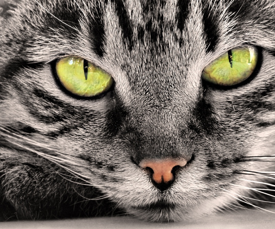 Пристальный кошачий взгляд обои