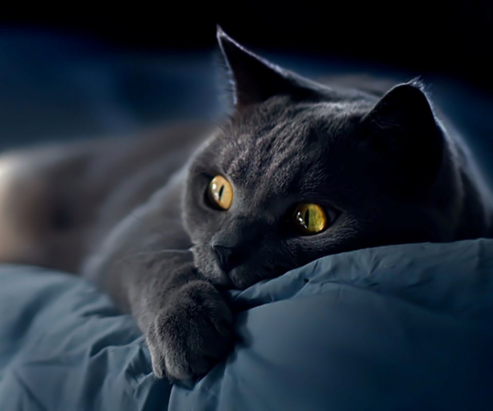 Персидский кот на кровати обои