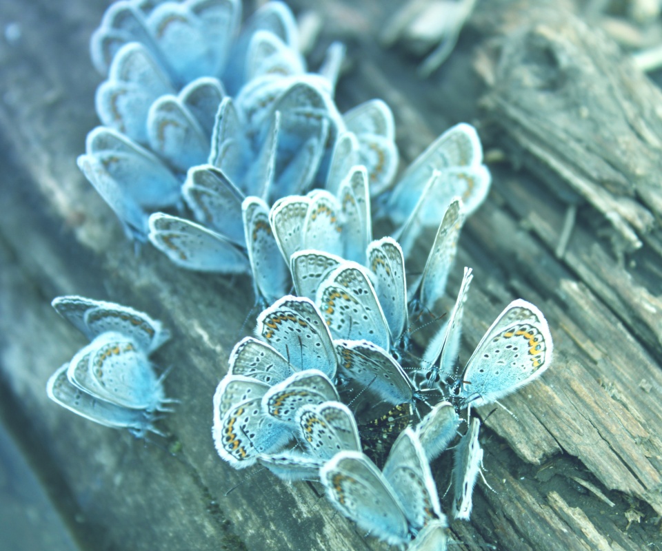 Голубые бабочки обои