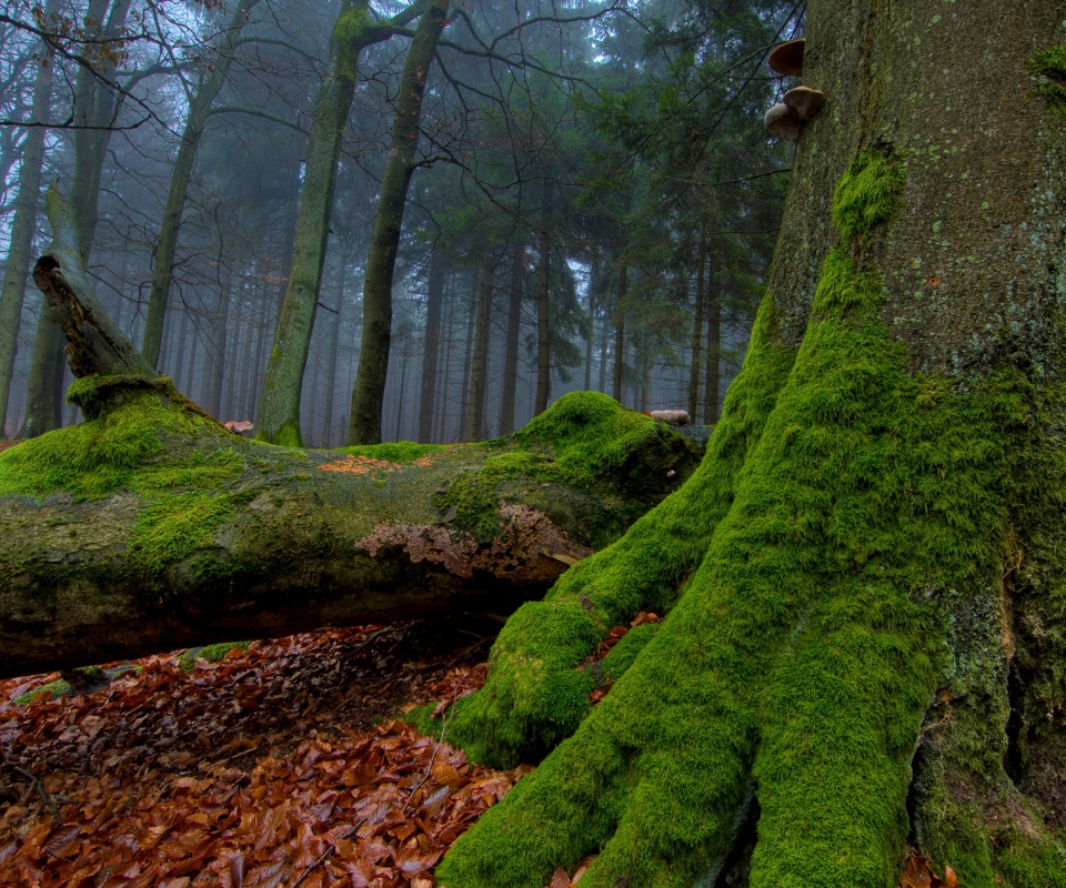 Дерево, поросшее мхом обои
