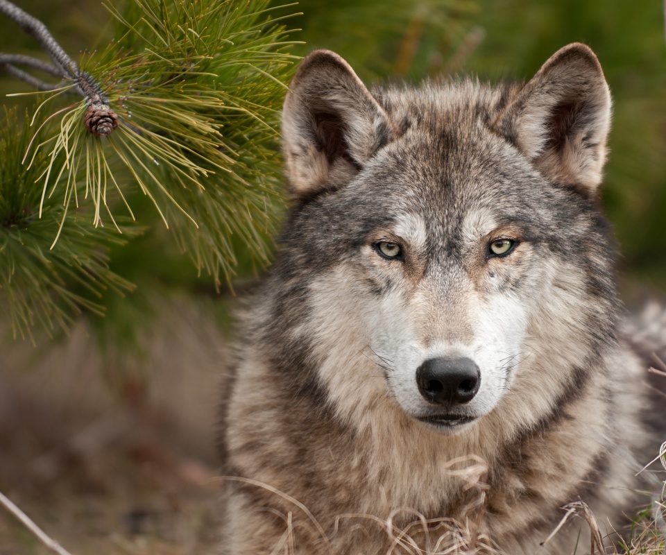 Угрюмый волк обои