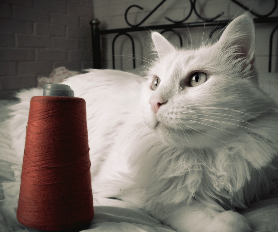 Белый кот с катушкой ниток обои