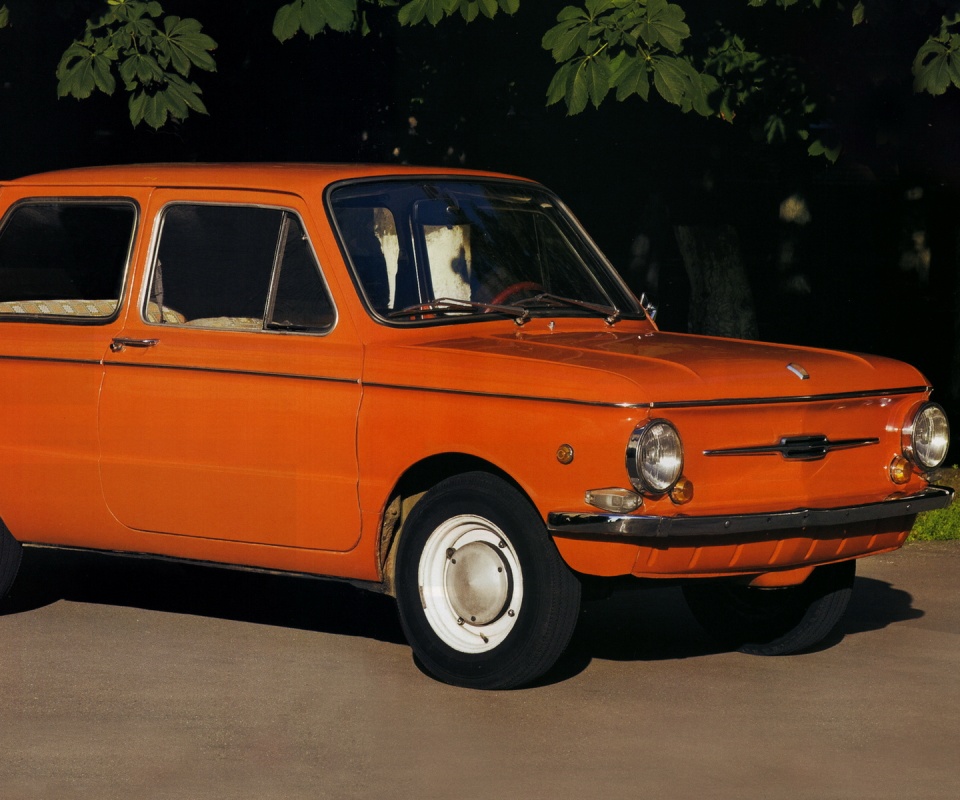 Оранжевый ушастый запорожец обои