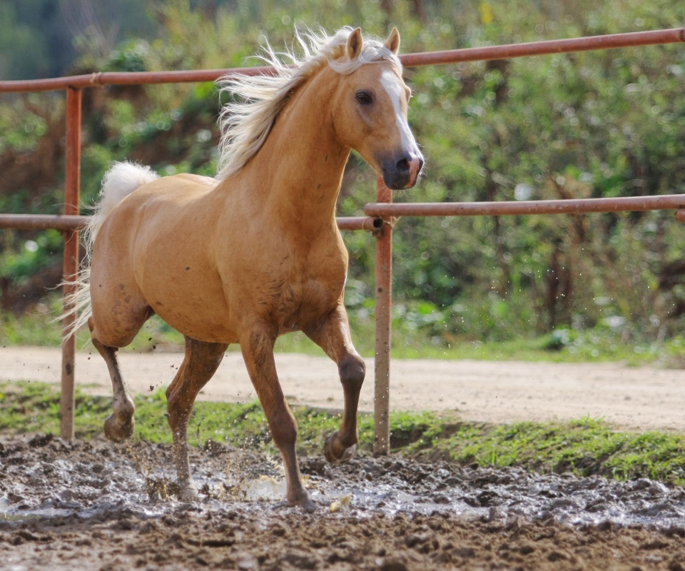 Молодая лошадь в загоне обои