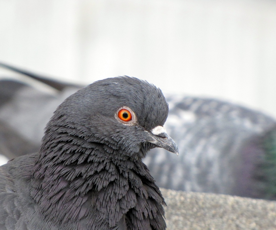 Смотрит в самую душу обои