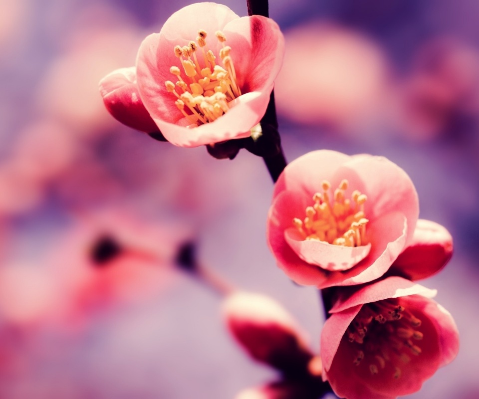 Великолепный цветок обои