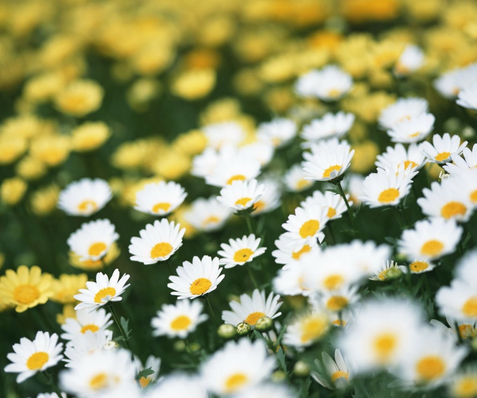 Ромашковое поле обои