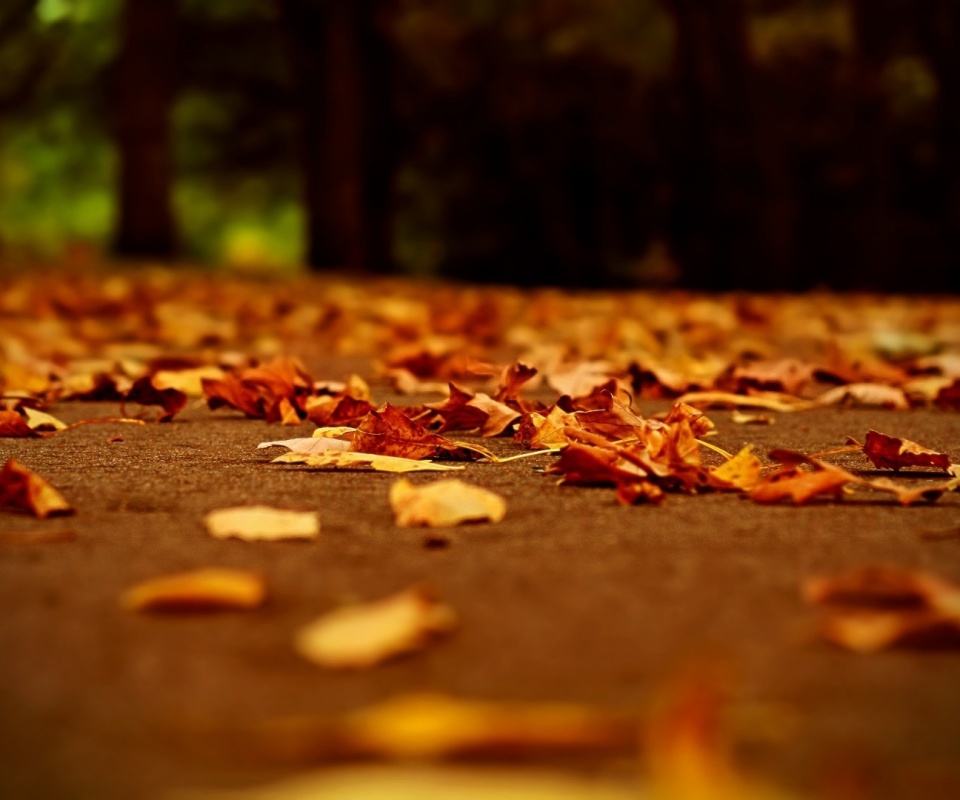 Дорога в листьях  обои