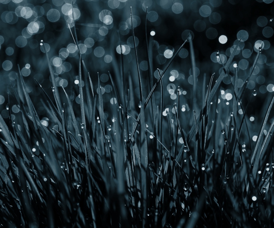 Трава ночью обои