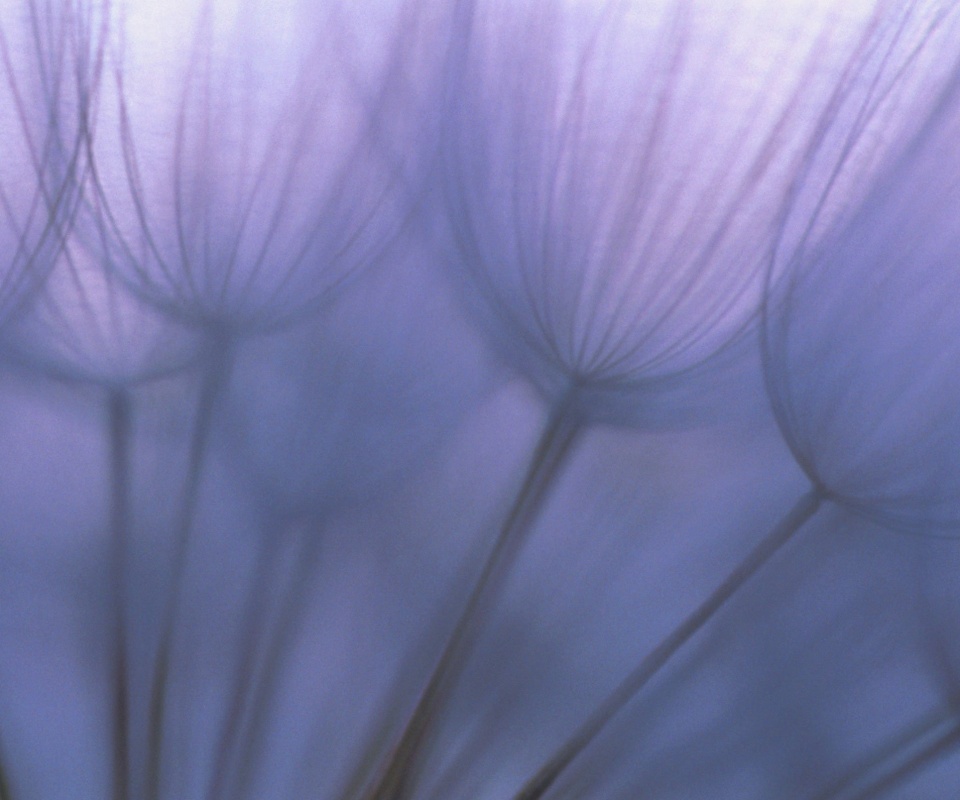 Рисунок одуванчика обои