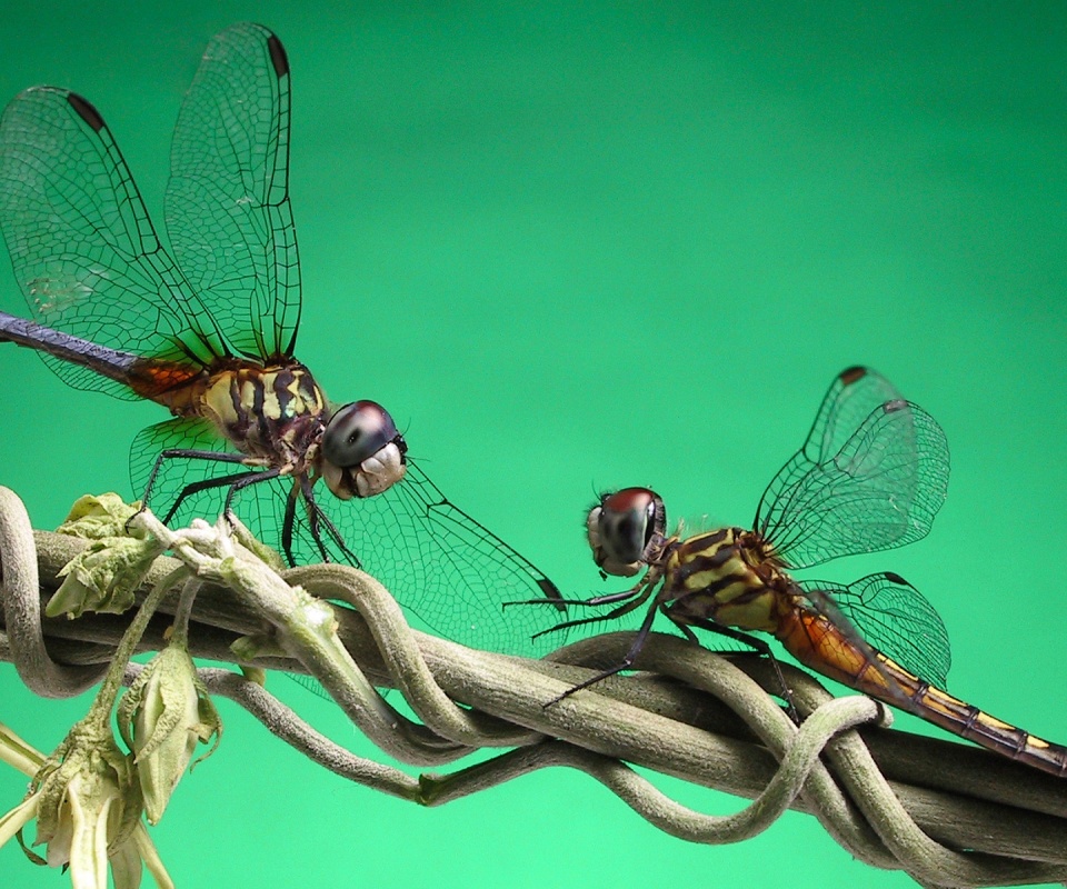 Две стрекозы обои