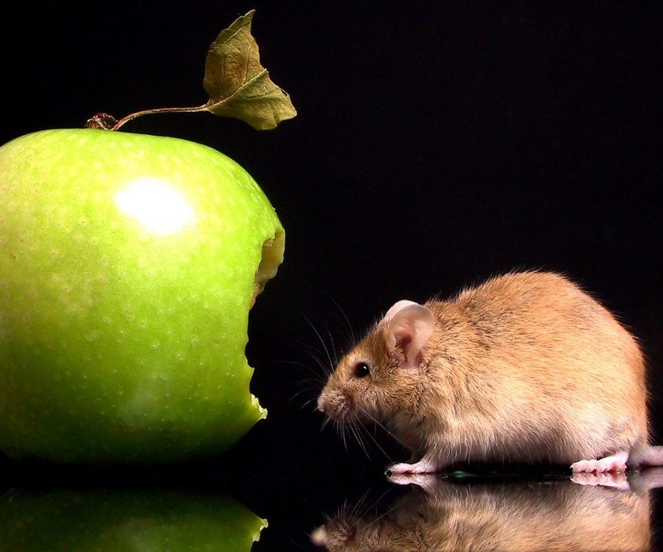 Мышь надкусила яблоко обои