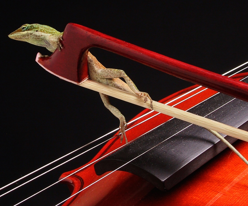 Ящерка на виолончели обои