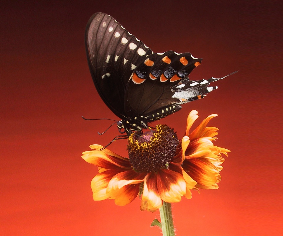 Бабочка на цветке обои
