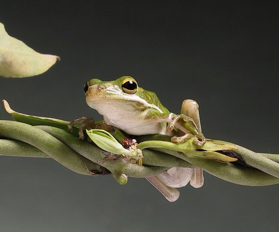 Лупоглазая лягушка на лиане обои