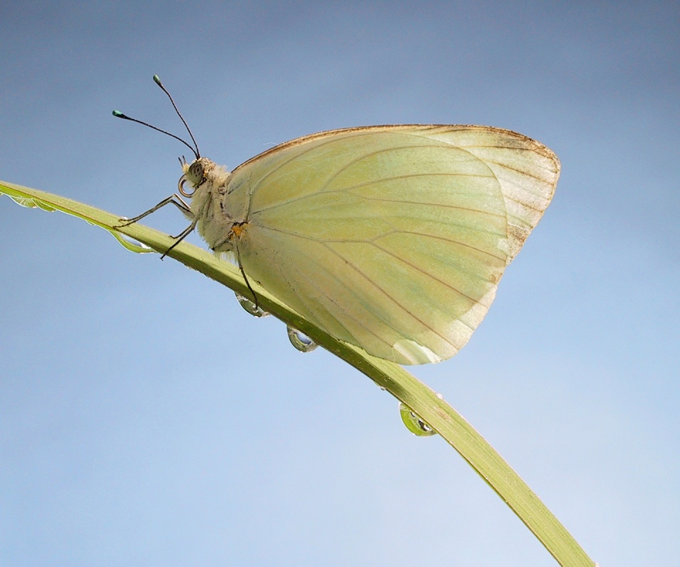 Жёлтая бабочка на стебельке обои