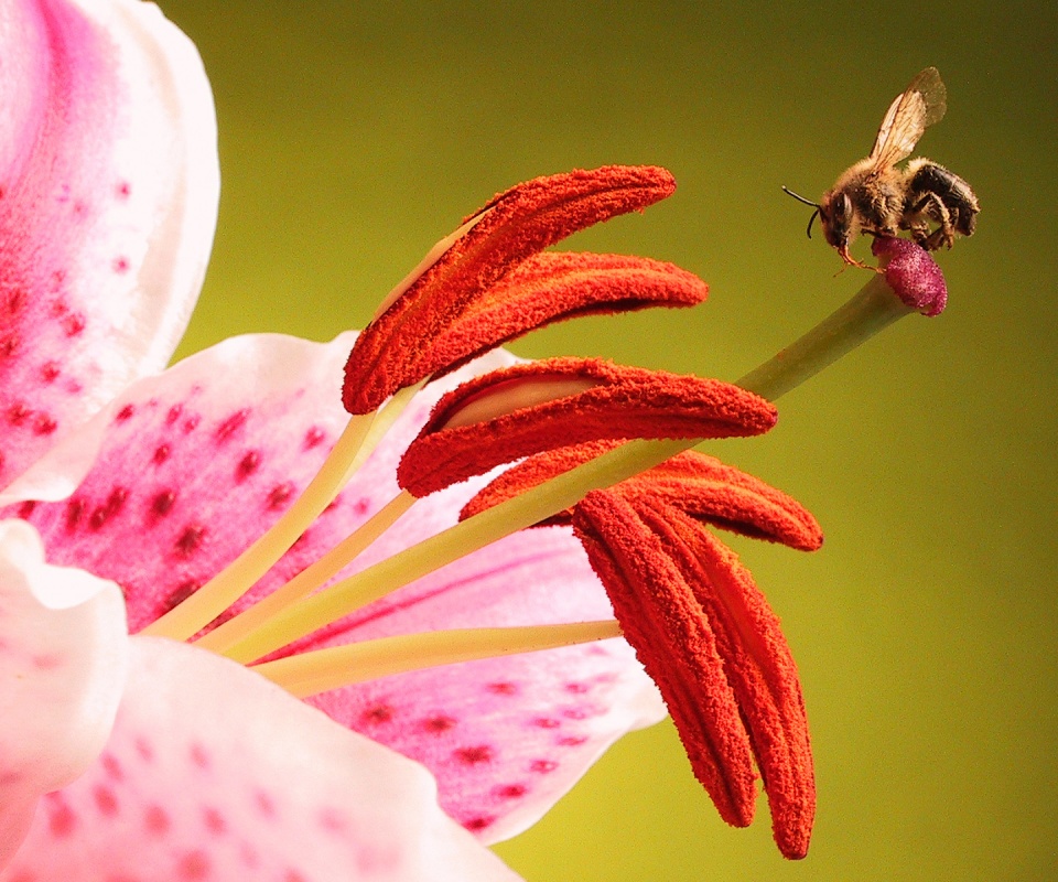 Трудолюбивая пчела на прекрасном цветке обои
