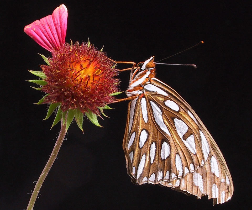Бабочка на цветке обои