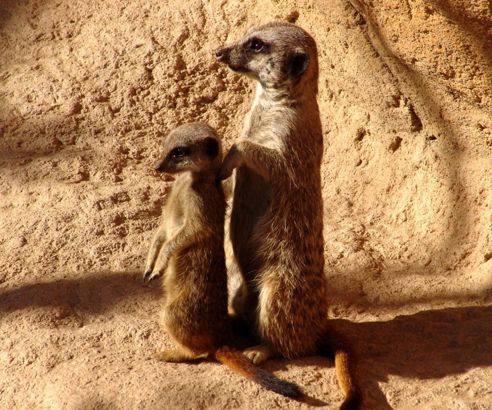 Сурикаты на страже отчизны обои