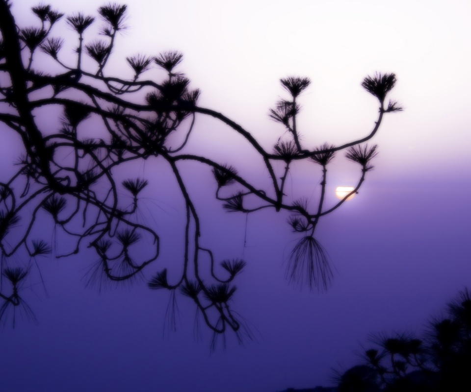 Ленкоранская акация на фоне синего заката обои